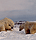 theapologybearsm
